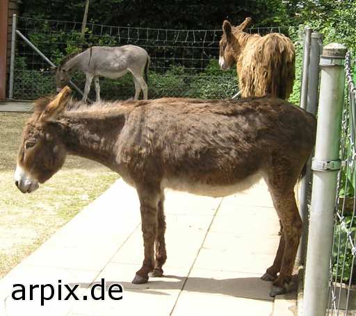 animal rights donkey zoo  