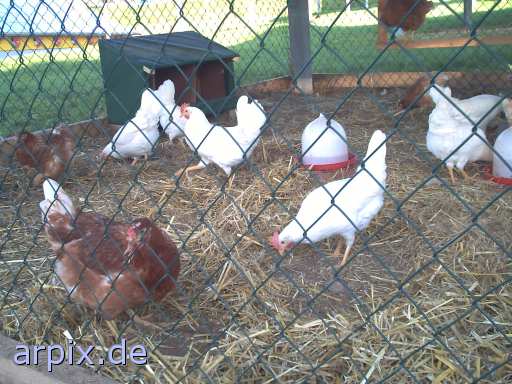 animal rights object cage fence bird chicken freerange  hen 