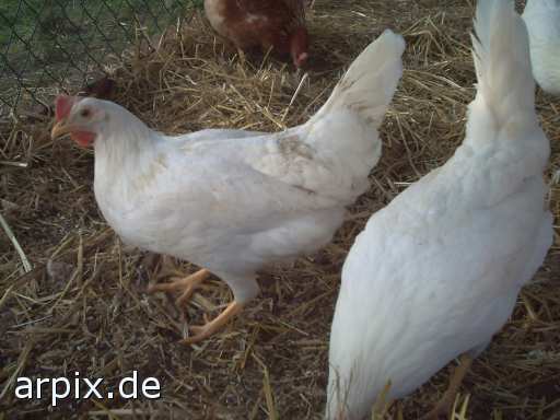 animal rights objekt käfig zaun vogel huhn freilandhaltung  käfighaltung käfige eingesperrt gehege vögel hühner freiland 