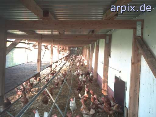 animal rights stall vogel huhn bodenhaltung  ställe vögel hühner 