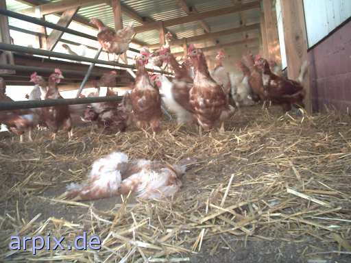 animal rights kannibalismus leiche stall vogel huhn bodenhaltung  leichen ställe vögel hühner 