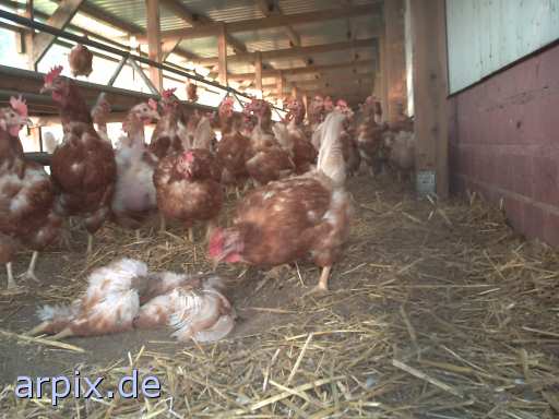 animal rights cannibalism corpse stable bird chicken perchery  cadaver hen 