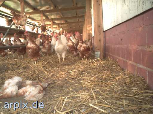 animal rights kannibalismus leiche stall vogel huhn bodenhaltung  leichen ställe vögel hühner 