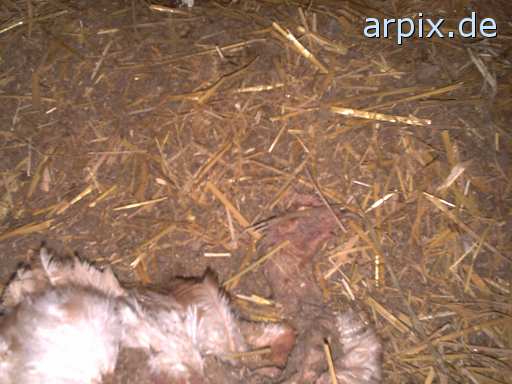 animal rights corpse stable bird chicken perchery  cadaver hen 