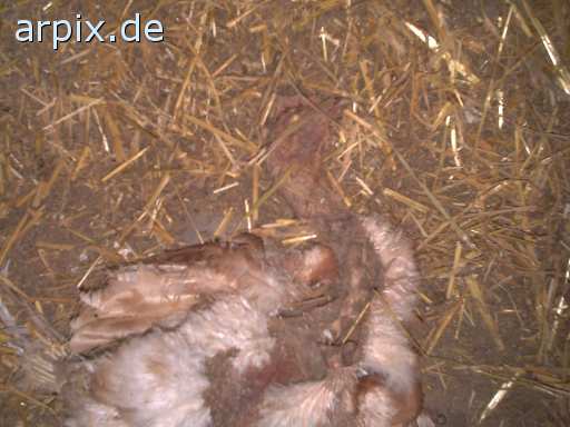 animal rights corpse stable bird chicken perchery  cadaver hen 