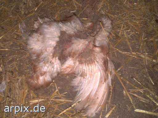 animal rights leiche stall vogel huhn bodenhaltung  leichen ställe vögel hühner 