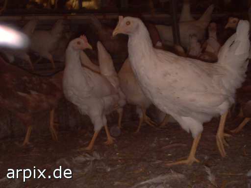 animal rights stall vogel huhn bodenhaltung  ställe vögel hühner 