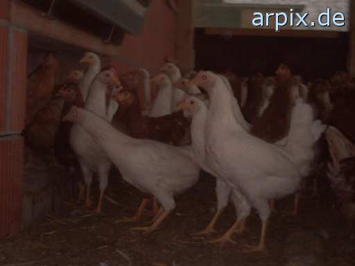 animal rights stable bird chicken perchery  hen 