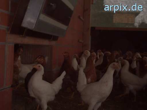 animal rights stable bird chicken perchery  hen 
