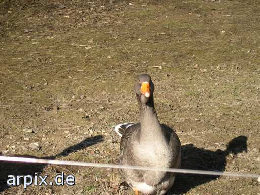 animal rights zoo bird goose  geese 