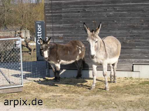 animal rights donkey zoo mammal  