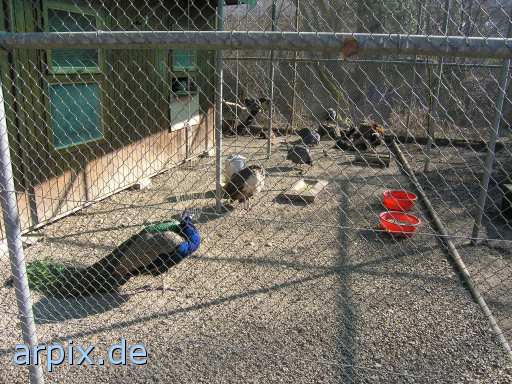 animal rights pfau zoo objekt zaun vogel  zoologisch tierpark wildpark park gehege vögel 