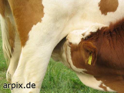 animal rights nursing mammal cattle calf cow udder animal product milk  calves 