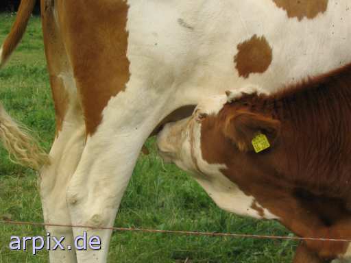 animal rights nursing mammal cattle calf cow udder animal product milk  calves 