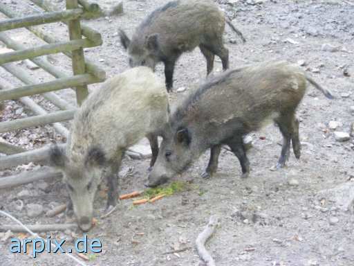 animal rights wild boar piglets zoo mammal pig  swine hog prok razorback 