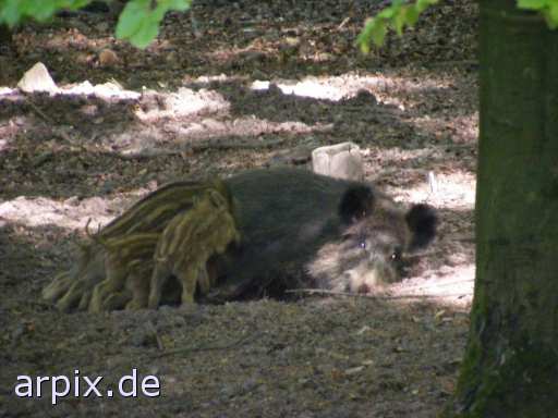 animal rights wildschwein frischlinge säugen stillen zoo säugetier schwein  wildschweine zoologisch tierpark wildpark park schweine sau säue 