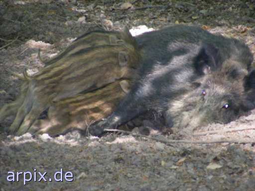 animal rights wild boar piglets nursing zoo mammal pig  swine hog prok razorback 