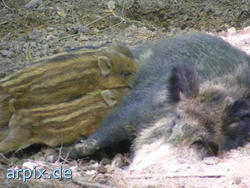 animal rights wild boar piglets. nursing zoo mammal pig  swine hog prok razorback 
