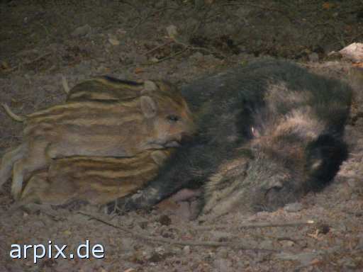 animal rights wild boar piglets nursing zoo mammal pig  swine hog prok razorback 