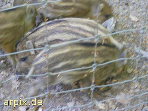 animal rights wild boar piglets zoo object fence mammal pig  swine hog prok razorback 