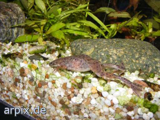 animal rights aquarium newt object  
