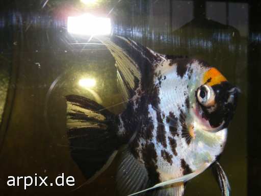 animal rights aquarium fisch objekt  fische 