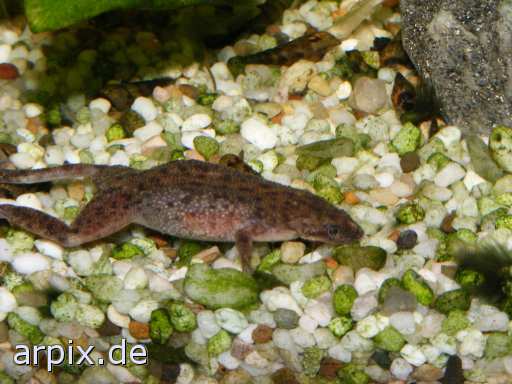 animal rights aquarium newt object  