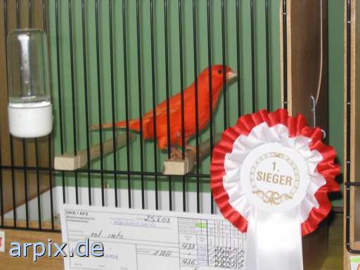 animal rights vogelausstellung objekt käfig vogel  käfighaltung käfige eingesperrt vögel 