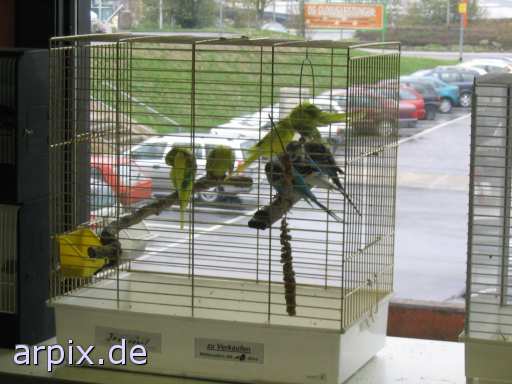 animal rights vogelausstellung objekt käfig vogel  käfighaltung käfige eingesperrt vögel 
