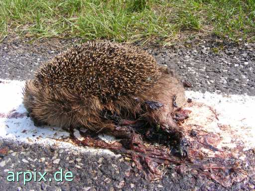 animal rights hedgehog roadkill corpse  cadaver 