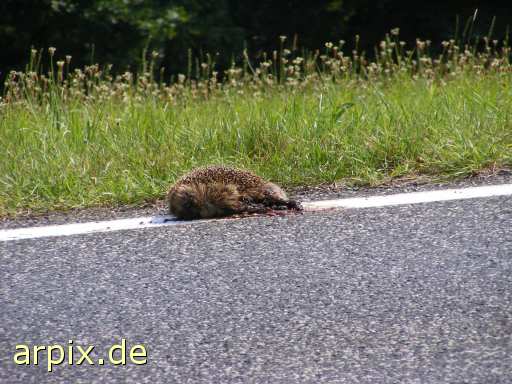 animal rights hedgehog roadkill corpse  cadaver 