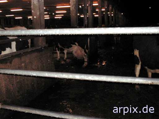 animal rights stall objekt zaun säugetier rind kuh euter tierqualprodukt milch hypertrophie  ställe gehege bulle stier kühe rinder 