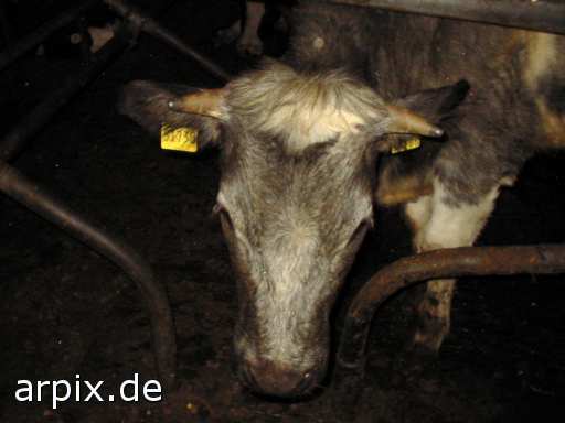 animal rights stable mammal cattle cow animal product milk  