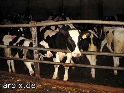 animal rights stall säugetier rind kalb tierqualprodukt fleisch milch  ställe bulle stier kühe rinder kälber 