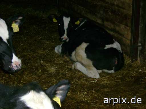 animal rights stall säugetier rind kalb tierqualprodukt fleisch milch  ställe bulle stier kühe rinder kälber 