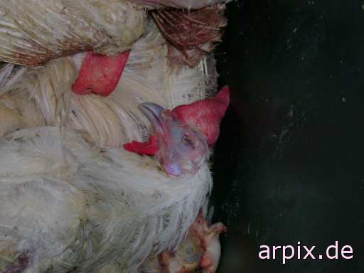 animal rights leiche objekt mülltonne tierqualprodukt ei vogel huhn  leichen eier vögel hühner 