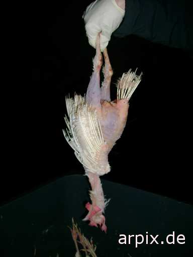 animal rights leiche objekt mülltonne tierqualprodukt ei vogel huhn  leichen eier vögel hühner 