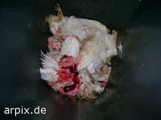 animal rights corpse object garbage animal product egg bird chicken  cadaver hen 