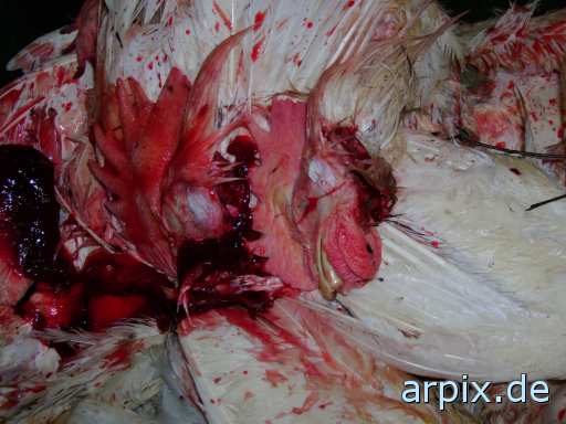 animal rights leiche objekt mülltonne tierqualprodukt ei vogel huhn blut  leichen eier vögel hühner 