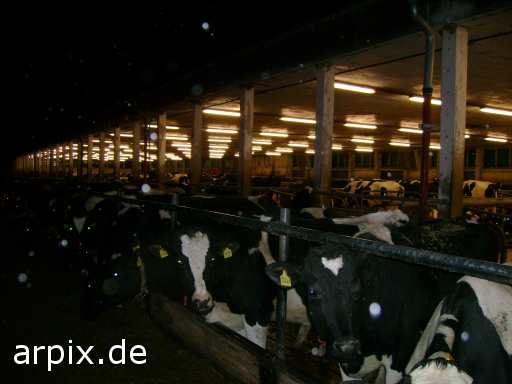 animal rights stall säugetier rind kuh tierqualprodukt milch  ställe bulle stier kühe rinder 