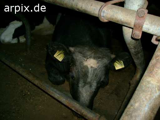 animal rights stall säugetier rind kuh tierqualprodukt milch  ställe bulle stier kühe rinder 