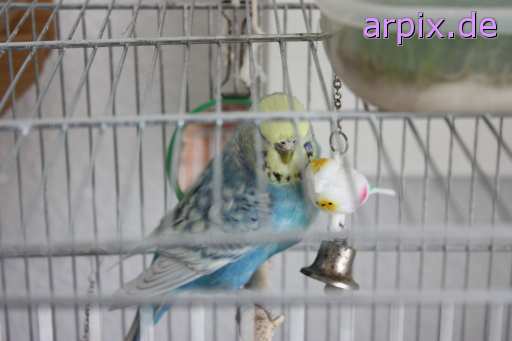 animal rights object cage bird parrot budgerigar  