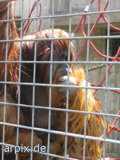 animal rights orang utan zoo objekt käfig säugetier affe  zoologisch tierpark wildpark park käfighaltung käfige eingesperrt 