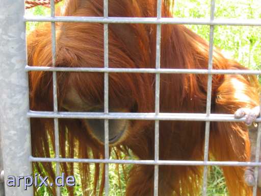 animal rights orang utan zoo object cage mammal monkey  