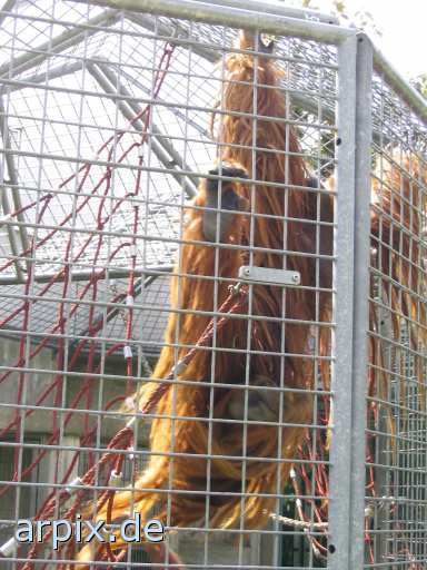 animal rights orang utan zoo objekt käfig säugetier affe  zoologisch tierpark wildpark park käfighaltung käfige eingesperrt 