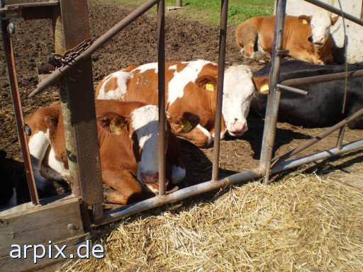 animal rights rind objekt käfig säugetier rind kuh tierqualprodukt milch  bulle stier kühe rinder käfighaltung käfige eingesperrt bulle stier kühe rinder 