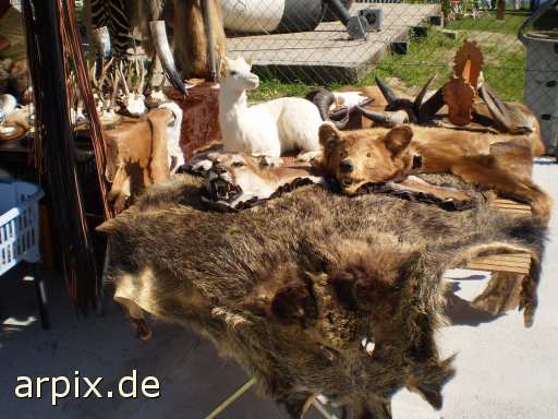 animal rights mammal animal product fur  