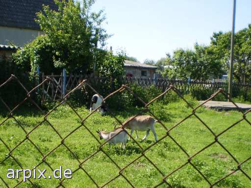 animal rights mammal goat fur  