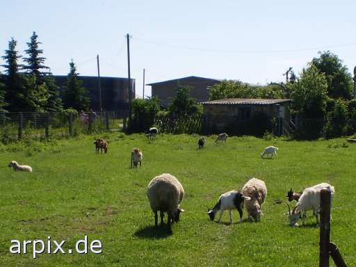 animal rights mammal sheep goat fur  