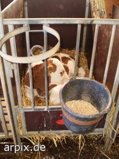 animal rights object cage mammal cattle calf animal product milk  calves 